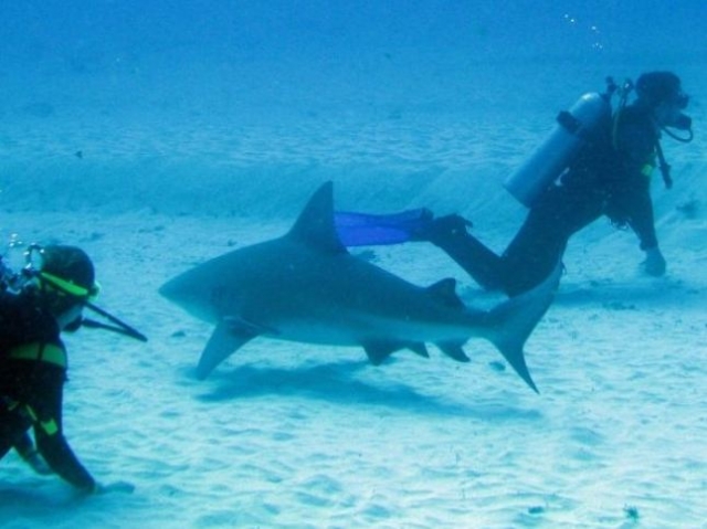 Diving with sharks 